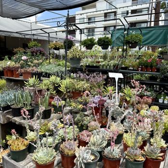 Yamaguchi Bonsai Nursery - Nurseries & Gardening Near Me - Los Angeles, California Yamaguchi Bonsai Nursery - Nurseries & Gardening Near Me - Los Angeles, California