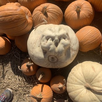 Prancer's Pumpkin Village - Pumpkin patch - Christmas Trees Near Me - Ventura, California Prancer's Pumpkin Village - Pumpkin patch - Christmas Trees Near Me - Ventura, California