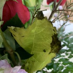The Wild Flower - Dead leaves speak for themselves...