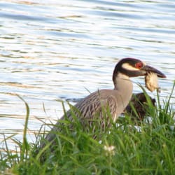 Wildlife @ Bayou Marino RV Park