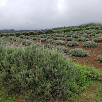 Ali'i Kula Lavender - Tours Near Me - Kula, Hawaii