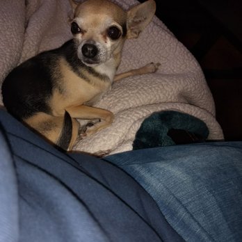 Sitters 4 Critters - Pet Sitting Near Me - Rancho Cucamonga, California Sitters 4 Critters - Pet Sitting Near Me - Rancho Cucamonga, California