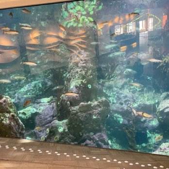 Seattle Aquarium - The big tank in the wall at the beginning - Aquariums Near Me - Seattle, Washington