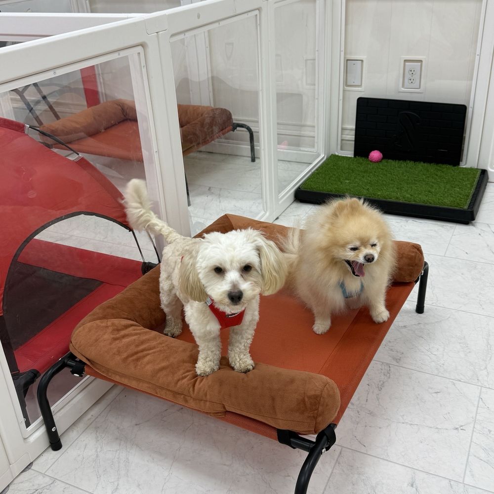 Gofrette Pamper & Play - Pet Groomers Near Me - Brentwood, California