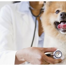 Tipton Veterinary Services