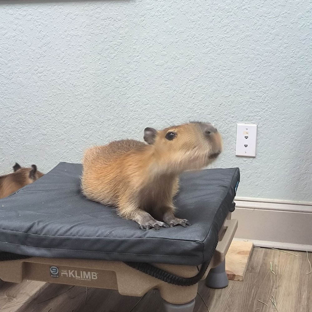 The Capybara Cafe - Themed Cafes Near Me - St. Augustine, Florida The Capybara Cafe - Themed Cafes Near Me - St. Augustine, Florida
