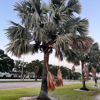 Bayshore Linear Park Trail - Tree on the Blvd - Parks Near Me - Tampa, Florida Bayshore Linear Park Trail - Tree on the Blvd - Parks Near Me - Tampa, Florida
