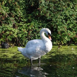 Finsbury Park Boats - Swanny swan swan, Finsbury Park Boating Lake