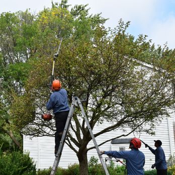 Steve Piper & Sons - Tree Services Near Me - Naperville, Illinois Steve Piper & Sons - Tree Services Near Me - Naperville, Illinois