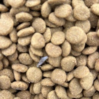 Petco - Bugs in dog food - Pet Stores Near Me - Pittsburgh, Pennsylvania Petco - Bugs in dog food - Pet Stores Near Me - Pittsburgh, Pennsylvania