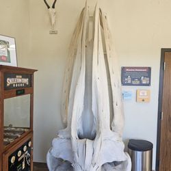 Skeletons Museum Of Osteology