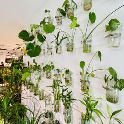 Wicked Plants