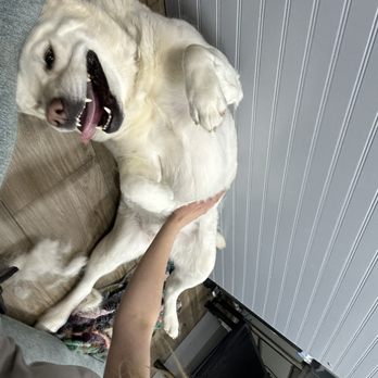 Shelby's Mobile Pet Grooming - Pet Groomers Near Me