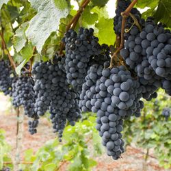 Jeep Adventure Wine Tours