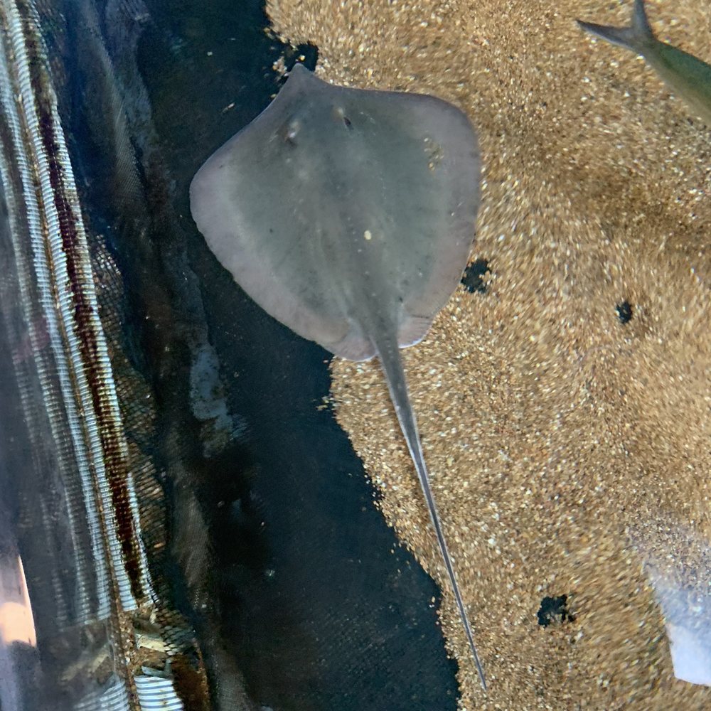 Texas State Aquarium - Stingrays jellyfish and other - Aquariums Near Me - Corpus Christi, Texas Texas State Aquarium - Stingrays jellyfish and other - Aquariums Near Me - Corpus Christi, Texas