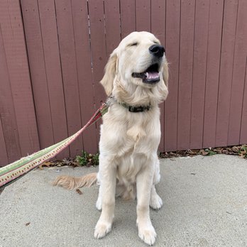 Paws To Consider - Dog Walkers Near Me Paws To Consider - Dog Walkers Near Me