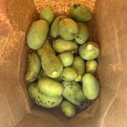 Turkey Creek Orchard - Paw paw , paw paws