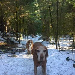 Happy Hound Adventures
