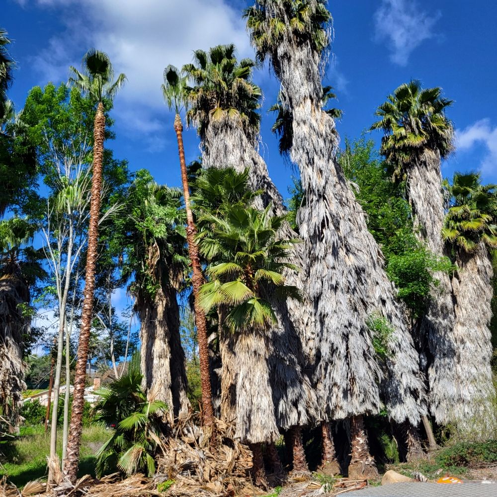Chip’s Tree Service - tree service in San Diego, CA