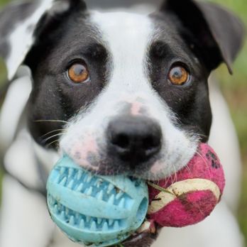 Orchard Point Kennels - Pet Training Near Me - Eugene, Oregon Orchard Point Kennels - Pet Training Near Me - Eugene, Oregon