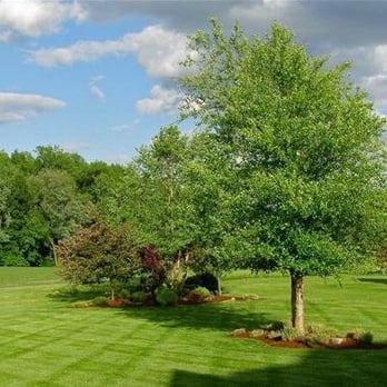 TruGreen Lawn Care - a tree in the middle of a grassy field - Tree Services Near Me - Belgrade, Montana TruGreen Lawn Care - a tree in the middle of a grassy field - Tree Services Near Me - Belgrade, Montana
