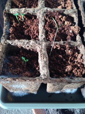 Burpee Seeds and Plants by null