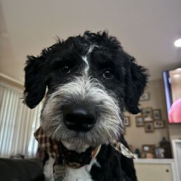 After grooming shows his beautiful face After grooming shows his beautiful face