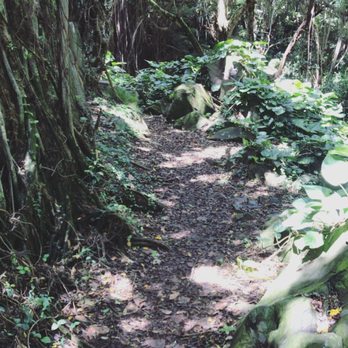 Kapena Falls - The beginning of the hike - Local Flavor Near Me - Honolulu, Hawaii