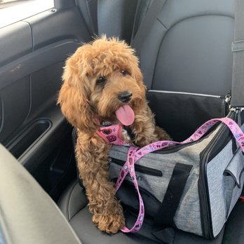 Social Pawz - On our way to daycare. - Pet Boarding Near Me - Oakland Park, Florida Social Pawz - On our way to daycare. - Pet Boarding Near Me - Oakland Park, Florida