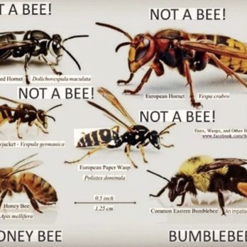 Cummings Pest Solutions - Bald faced Hornets European Hornets Yellow Jackets Paper Wasp Honey Bee Bumblebee - Pest Control Near Me - Gasport, New York Cummings Pest Solutions - Bald faced Hornets European Hornets Yellow Jackets Paper Wasp Honey Bee Bumblebee - Pest Control Near Me - Gasport, New York