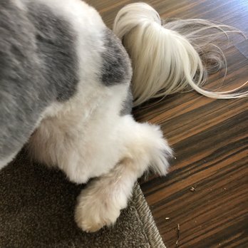Luv-n-Paws - Pet Groomers Near Me - Hesperia, California