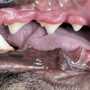 Bright N’ Shine Pet Dental - Pet Services Near Me - Boca Raton, Florida Bright N’ Shine Pet Dental - Pet Services Near Me - Boca Raton, Florida