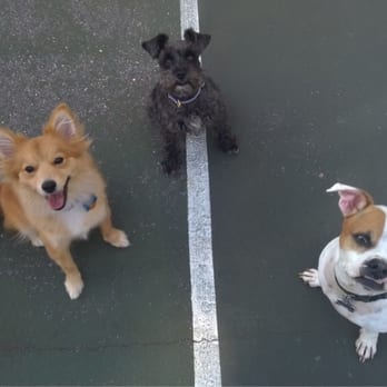 Run and Play - Best Buddies! - Dog Walkers Near Me - Silver Spring, Maryland