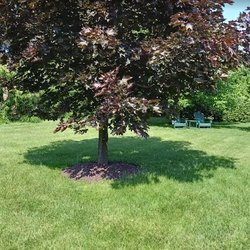 TruGreen Lawn Care - Care for more of your property with TruGreen's tree and shrub care in Springfield, MA, and nearby Longmeadow.