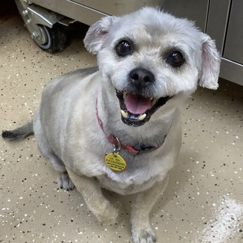 Luxe Hounds - Little Bit after her spa treatment. - Pet Groomers Near Me