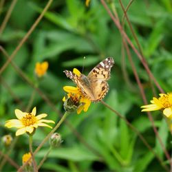 Lady Bird Johnson Wildflower Center - Butterfly!