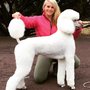 Photo of Classy Paws Mobile Pet Grooming