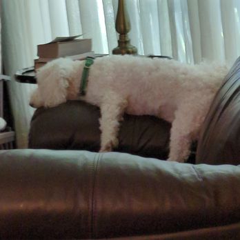 Biggs Pet Sitting Service - Pet Sitting Near Me - Ocean Springs, Mississippi Biggs Pet Sitting Service - Pet Sitting Near Me - Ocean Springs, Mississippi