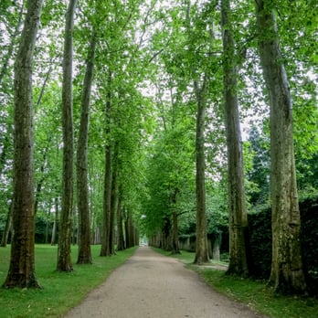 Château de Versailleo - Gorgeous, tree-lined path along the way to Hameau de la Reine from the Palace - Landmarks & Historical Buildings Near Me - Versailles, 78