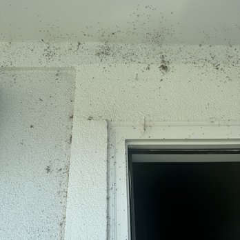Mansions at Oak Point - Infestation - Apartments Near Me - Little Elm, Texas