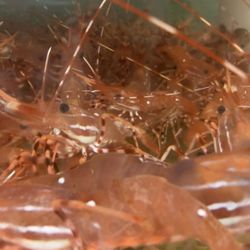 Star Lobster Seafood Market
