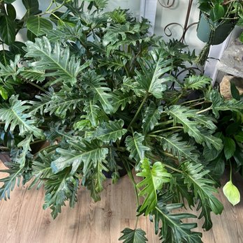 Gardens & Apothecary - Plants offered at gardens apothecary co. - Herbal Shops Near Me - Springfield, Tennessee Gardens & Apothecary - Plants offered at gardens apothecary co. - Herbal Shops Near Me - Springfield, Tennessee
