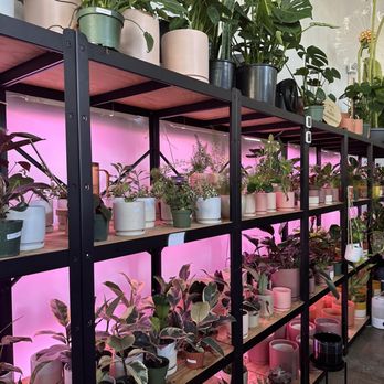 Bloomsgiving - Florists Near Me - Mountain View, California Bloomsgiving - Florists Near Me - Mountain View, California