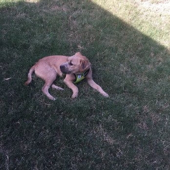 Omega Dog Training - Teaching Arnie to Stay! - Pet Training Near Me