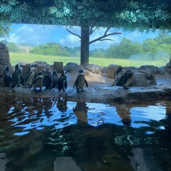 Caldwell Zoo - Zoos Near Me - Tyler, Texas Caldwell Zoo - Zoos Near Me - Tyler, Texas
