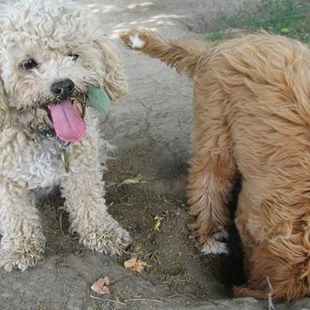 One Lucky Dog - Dog Walkers Near Me - Toronto, Ontario