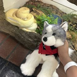 Star Tulip Stuffies House of Fine Stuffed Animals - Husky Douglas dog