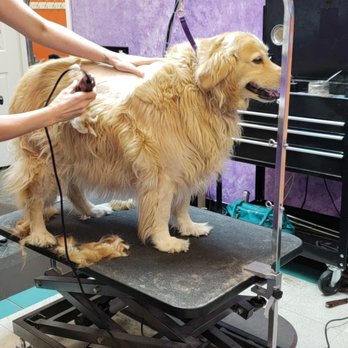 Scoobi Doo's - Pet Groomers Near Me - Napa, California Scoobi Doo's - Pet Groomers Near Me - Napa, California