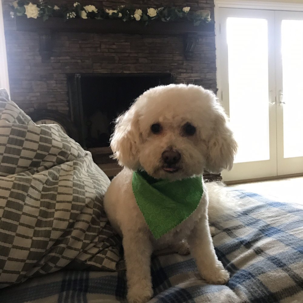 Heavenly Paws - Dog - Pet Groomers Near Me - Upland, California Heavenly Paws - Dog - Pet Groomers Near Me - Upland, California