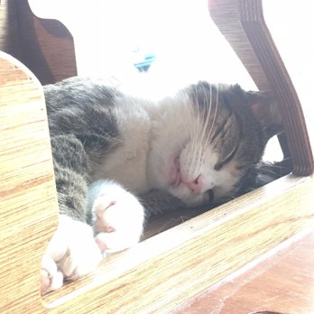 Seattle Meowtropolitan - The sleepy - Themed Cafes Near Me - Seattle, Washington Seattle Meowtropolitan - The sleepy - Themed Cafes Near Me - Seattle, Washington